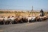 Goats Herding