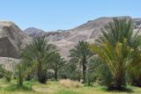 IMG04807.jpg China Ranch oasis date palms