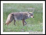 Fox and Coyote Pictures...