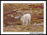 Goat on the Tundra...