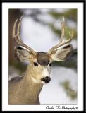 Portrait of a Buck…