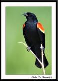 Redwing Black Bird...