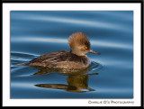 Goldeneye Hen...