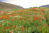 Spring: Sea of flowers as we passed by to Ouarzazate (1160m)