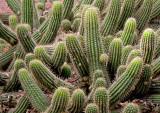 Cactus in the steppe