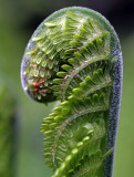 fern is growing