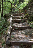 stairs in forest