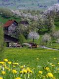 Spring in the farm