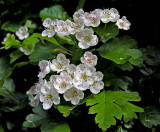little white beauty