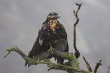 Black-chested Buzzard-Eagle Lomas Lachay