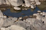 Speckled Teal Urabamba River Peru
