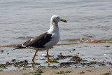 Belchers Gull (Band-tailed) Pucusana Peru