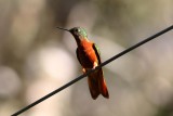 Chestnut-breasted Hummingbird Inkaterra Lodge Aguas Caliente Peru