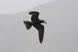 Inca Tern Pucusana Peru