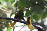 Dusky-green Oropendola Inkaterra Lodge Aguas Caliente Peru