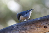 Pygmy Nuthatch, Co