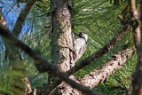 Red-cockaded Woodpecker, SC