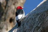 Red-headed Woodpecker, SC