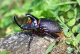  Rhinocerous Type Beetle, Abra Patricia road