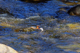 Torrent Duck Male and Female, Rio Mayo