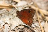 Satyr/Wood-nymph Type Butterfly, Maricao State Forest,