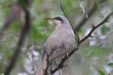 Mangrove Cuckoo, Guanica State Forest