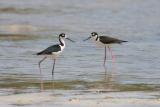 Black-necked Stilts, Guanica