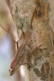 Lizard, Guanica State Forest