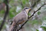 Mangrove Cuckoo, Guanica State Forest