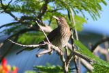 Pearly-eyed Thrasher,Guanica