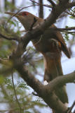 Puerto Rican Lizard Cuckoo, Guanica State Forest