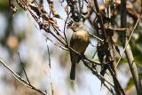 Puerto Rican Pewee, Maricao State Forest