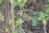 Puerto Rican Vireo, Gunica State Forest