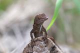 Lizard, Guanica State Forest