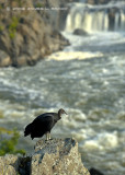 Vulture at Great Falls #3