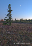 Lone Red Spruce at Dusk