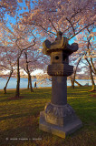 Japanese Stone Lantern and Cherry Blossoms
