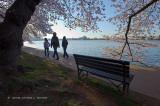 Family Walks Under Cherry Blossoms