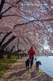 Washington's Cherry Blossoms