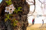 Photographer under Blooming Cherry Tree