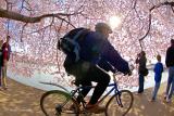 Under the Cherry Blossoms