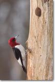 <!-- CRW_1595.jpg -->Red-headed Woodpecker
