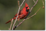 <!-- CRW_6332.jpg -->Northern Cardinal