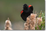 <!-- CRW_0886.jpg -->Red-winged Blackbird