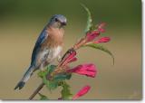 <!-- CRW_6590.jpg -->Eastern Bluebird