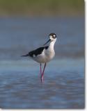 <!-- CRW_2780.jpg -->Black-necked Stilt