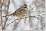 <!-- CRW_0352.jpg -->White-crowned Sparrow