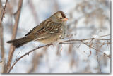 <!-- CRW_0353.jpg -->White-crowned Sparrow