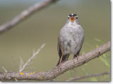 <!-- CRW_2468.jpg -->White-crowned Sparrow