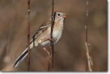<!-- CRW_3263.jpg -->Field Sparrow